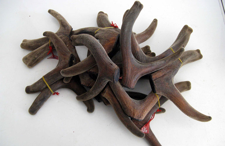 Nhung hươu, nai là 1 trong 4 thượng dược (nhung, sâm, quế, phụ) có tác dụng bồi bổ, phòng và chữa bệnh hàng đầu cho con người.