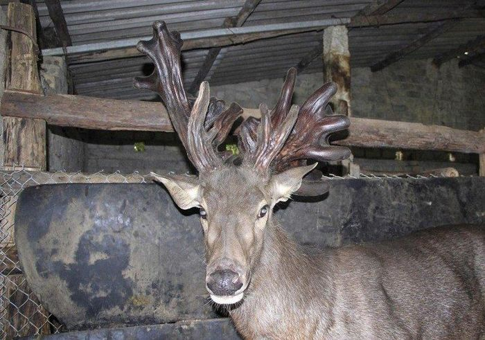 Mấy ngày nay, rất đông người đã về nhà anh Phạm Hồng Thái, thôn 22, xã Quỳnh Vinh, Tx. Hoàng Mai, tỉnh Nghệ An để chiêm ngưỡng cặp nhung đẹp, độc lạ và nặng gần 11kg của gia đình.