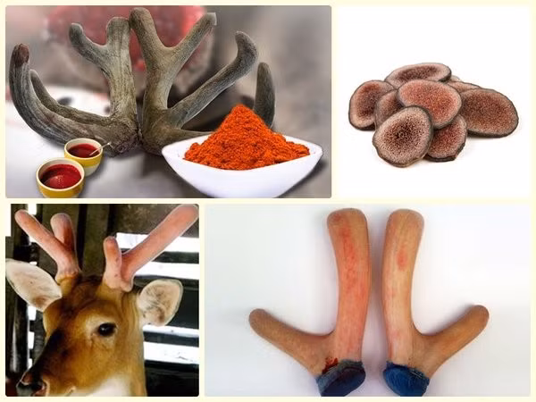 Tác dụng của nhung hươu, nai được nghiên cứu từ rất sớm và có nhiều công trình chứng minh nó rất có lợi cho sức khỏe.