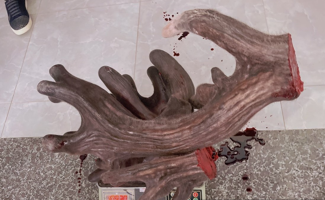 Tuy nhiên năm nay, nhung của con nai tiếp tục đạt được trọng lượng gần 11kg, vượt ngoài dự đoán của gia đình.