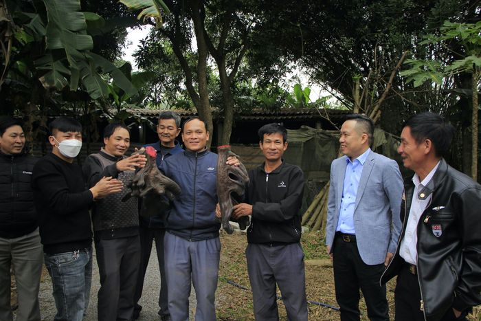 Trọng lượng của nhung sẽ tăng dần trong thời gian kéo dài khoảng hơn 10 năm sau đó chững lại và giảm dần.