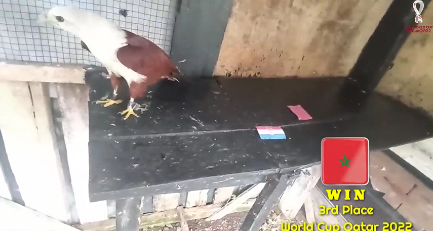 Trong khi đó, đại bàng Romeo là “nhà tiên tri” từng gây sốt khi dự đoán chính xác nhà vô địch Euro 2021 và các giải bóng đá ngoại hạng Anh, La Liga, Copa America 2021 đã lựa chọn Maroc là đội chiến thắng.