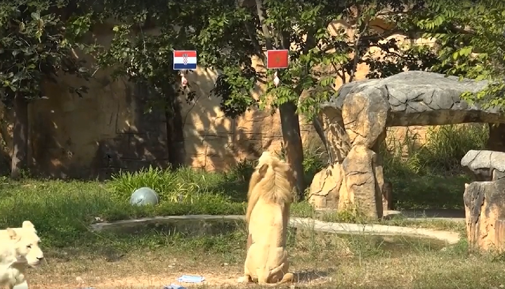 Một “nhà tiên tri” khác là chú sư tử Chao Boy của vườn thú Khon Khaen (Thái Lan) khá lưỡng lự với dự đoán của mình. Chao Boy chọn cờ Maroc trong lần nhảy đầu và Croatia trong lần kế tiếp. Chao Boy lưỡng lự khá lâu trong lần cuối, khiến nhân viên sở thú phải lên tiếng thúc giục, trước khi chọn đội tuyển đến từ châu Phi chiến thắng.