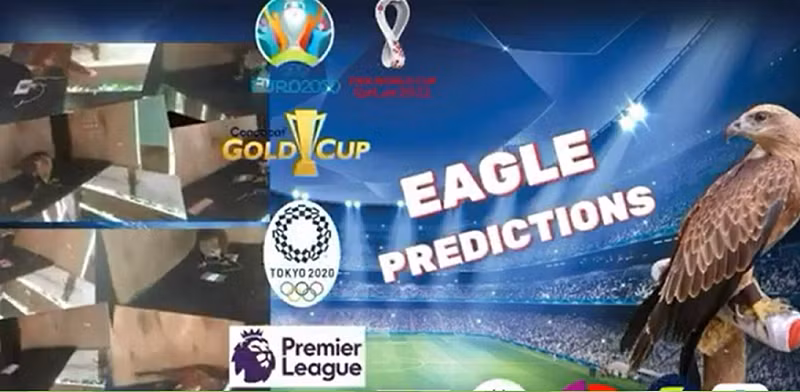 Trong khi đó, đại bàng Romeo là ''nhà tiên tri" từng gây sốt khi dự đoán chính xác nhà vô địch Euro 2021. Ngoài ra chú chim này cũng đưa ra nhiều dự đoán bóng đá chính xác trong các giải bóng đá ngoại hạng Anh, La Liga.