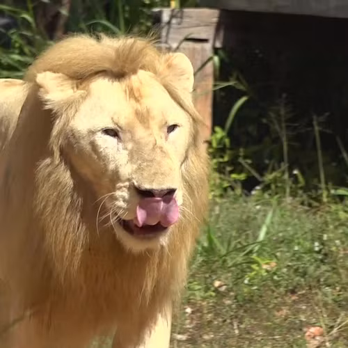 Một “nhà tiên tri” khác là chú sư tử Chao Boy của vườn thú Khon Khaen (Thái Lan) chưa đưa ra dự đoán của mình.