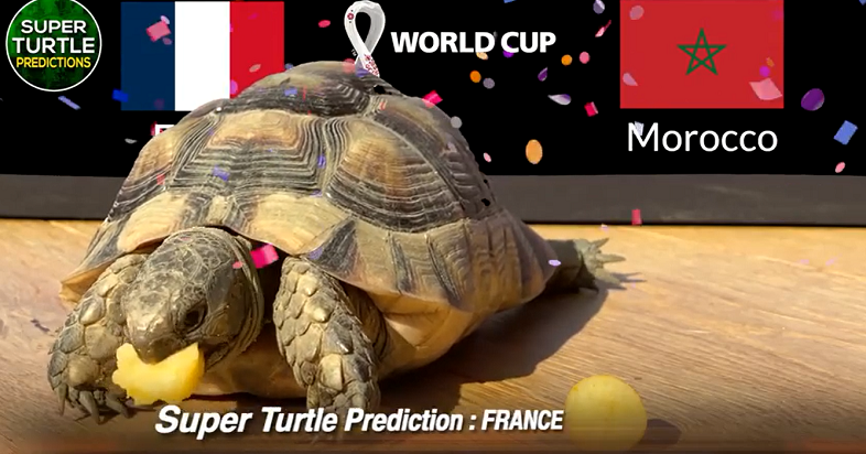 Thần rùa Super Turtle Predictions đang là "ngôi sao mạng xã hội" với nhiều dự đoán tỉ số chính xác trong các giải bóng đá ngoại hạng Anh, Pháp, cúp C1, hay Olympic Tokyo 2020, Copa America 2021.