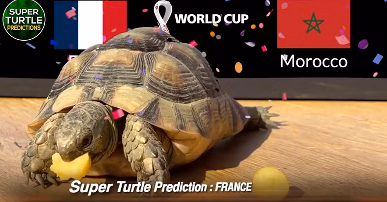 Thần rùa Super Turtle Predictions đang là "ngôi sao mạng xã hội" với nhiều dự đoán tỉ số chính xác trong các giải bóng đá ngoại hạng Anh, Pháp, cúp C1, hay Olympic Tokyo 2020, Copa America 2021.