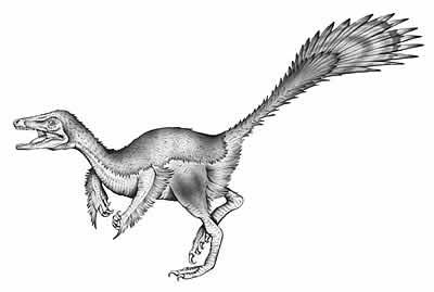 Không có quá nhiều thay đổi so với tiền bối Archaeopteryx, các hóa thạch của Microraptor được tìm thấy trong điều kiện bảo quản khá tốt tại Liêu Ninh, Trung Quốc và Solnhofen, Đức chứng tỏ sự phân bố mạnh mẽ của loài khủng long này trên toàn thế giới.