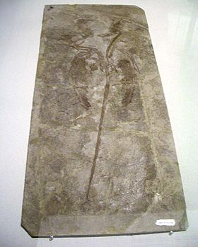 “Người ta từng tìm thấy một vài bộ phận của cá, chim và thằn lằn trong bụng của hóa thạch Microraptor. Phát hiện mới này bổ sung một loài động vật có vú nhỏ vào chế độ ăn của chúng, cho thấy những con khủng long này không kén ăn", giáo sư Larsson chỉ ra.