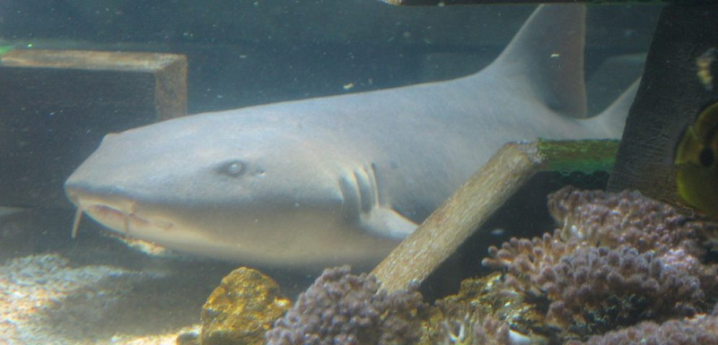 Tình trạng bảo tồn của cá mập miệng bản lề được đánh giá trên toàn cầu là sắp nguy cấp trong Danh sách các loài bị đe dọa của IUCN.