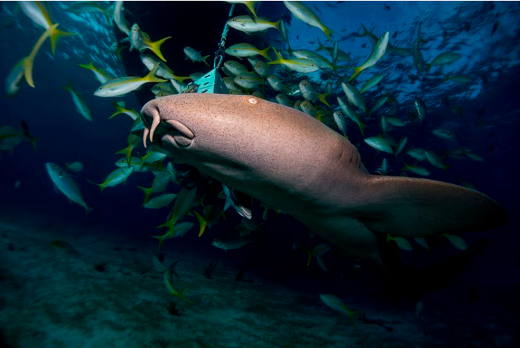 Trong khi vây ngực là bộ phận ít chuyển động của hầu hết các loài cá mập, thì cá mập miệng bản lề lại có thể đi bộ trên mặt đất nhờ vào sử dụng hai vây này.