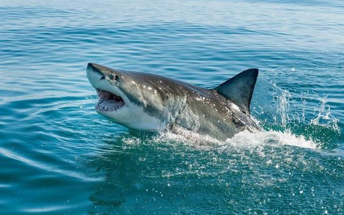 Trong một nghiên cứu được công bố trên tạp chí Environmental Biology of Fishes, các nhà khoa học đã lắp đặt các camera dưới nước ngoài khơi bờ biển Turks và Caicos. Kết quả thu được từ những đoạn video cho thấy loài cá mập miệng bản lề có khả năng tạo ra những tư thế độc đáo để kiếm ăn.