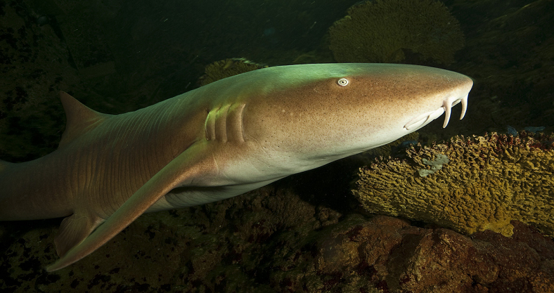 Cá mập miệng bản lề (Ginglymostoma cirratum) là một loài cá trong họ Ginglymostomatidae, là loài duy nhất của chi Ginglymostoma. Loài này có thể đạt chiều dài lên tới 4,3 m (14 ft) và cân nặng tới 330 kg (730 lb).