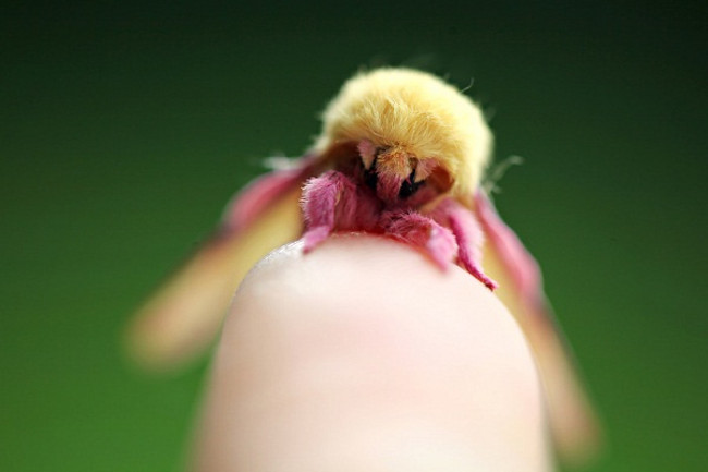 Ngoài ra, những chiếc chân nhỏ xíu cũng có màu hồng khiến chúng trở nên vô cùng lộng lẫy. Chúng rất xứng đáng để trở thành một trong những loài côn trùng đẹp nhất thế giới.