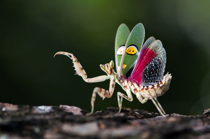 Chúng là một trong những loài bọ ngựa sát thủ, với khả năng phản xạ nhanh như chớp. Khi bị đe dọa, bọ ngựa hoa có gai sẽ nâng cánh, mở "đôi mắt". Thức ăn chủ yếu của bọ ngựa hoa gai là bướm và ruồi.