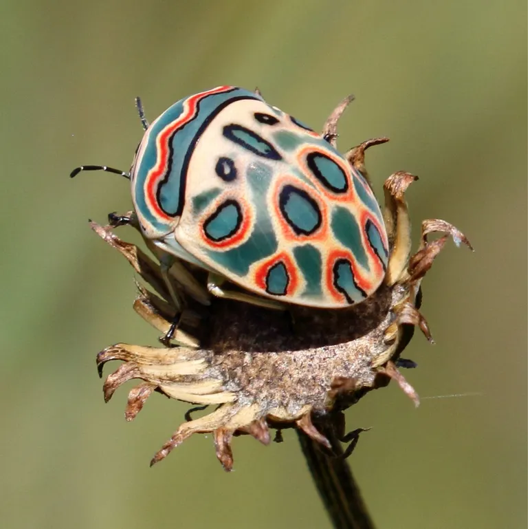 Loài bọ cánh cứng này có màu sắc và hoa văn sặc sỡ để "hù dọa" vật săn mồi. Màu của bọ cánh cứng Picasso giống như một bức tranh của Pablo Picasso khiến chúng trở thành một trong những loài côn trùng tuyệt đẹp trên trái đất.