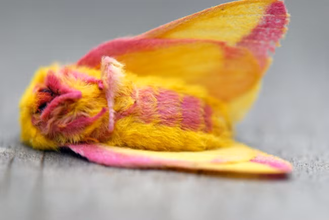 Khác với những màu sắc tẻ nhạt của các loài bướm đêm khác, bướm đêm phong hồng có đôi cánh nhỏ màu vàng sáng và cánh lớn có màu hồng rực, điểm thêm một viền vàng ở giữa. Điều này khiến chúng trở thành một trong những loài côn trùng tuyệt đẹp trên trái đất.