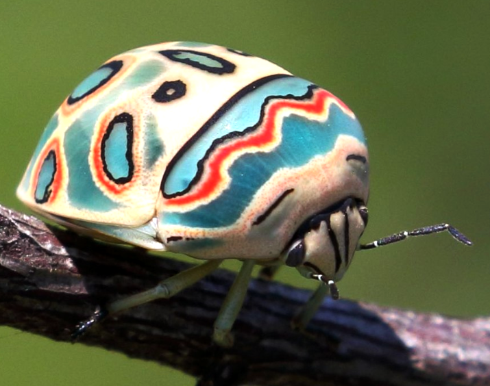 Bọ cánh cứng Picasso chủ yếu ăn nhựa của các loại cây khác nhau. Nó phát triển ở cả châu Phi nhiệt đới và cận nhiệt đới.