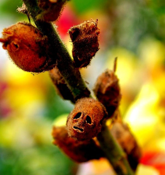 Khi cây chết đi, phần hoa héo tàn và những gì còn sót lại của loài thực vật này có thể khiến nhiều người cảm thấy đáng sợ, vì chúng có hình dáng khá giống đầu lâu.