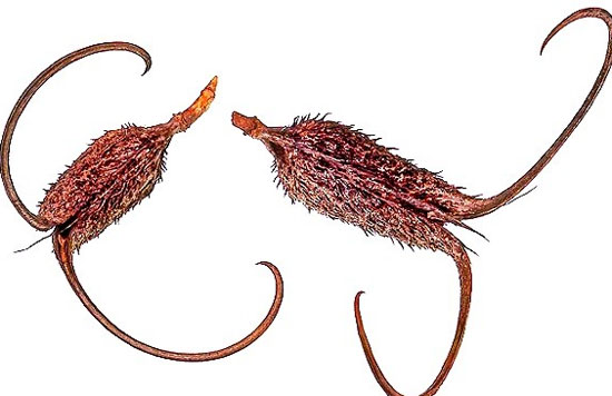 Cỏ vuốt quỷ có "danh pháp" khoa học là Harpagophytum, hay còn gọi là gỗ nhện. Mặc dù có hình dạng xấu xí nhưng đây là một loài cỏ có tiềm năng được sử dụng làm dược liệu.