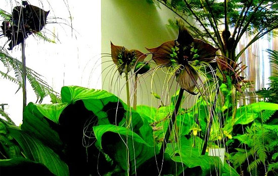 Đây là một loài hoa khá kỳ dị với màu tím đậm thu hút. Tại khu vực Nam Mỹ, người ta coi đây là loài hoa quý phái vì vẻ đẹp của nó.