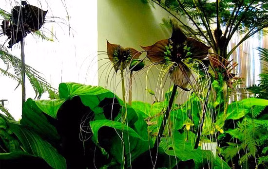 Đây là một loài hoa khá kỳ dị với màu tím đậm thu hút. Tại khu vực Nam Mỹ, người ta coi đây là loài hoa quý phái vì vẻ đẹp của nó.