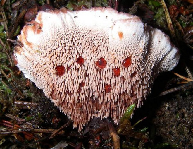 Giống thực vật có hình dáng đáng sợ này được tìm thấy chủ yếu ở khắp Bắc Mỹ và châu Âu. Loài nấm này có thể ăn được, tuy nhiên vị của chúng rất đắng.