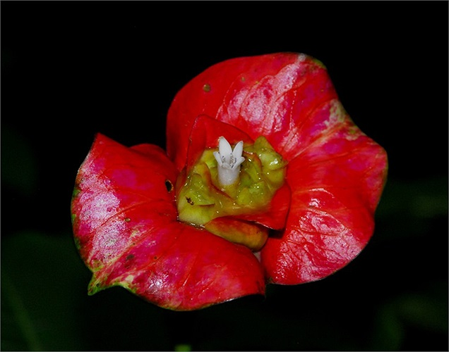 Bông hoa với hình dáng như đôi môi quyến rũ của người thiếu nữ, mọc nhiều ở những cánh rừng nhiệt đới thuộc vùng Trung và Nam Phi.