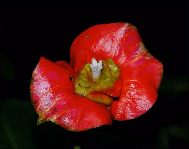 Bông hoa với hình dáng như đôi môi quyến rũ của người thiếu nữ, mọc nhiều ở những cánh rừng nhiệt đới thuộc vùng Trung và Nam Phi.