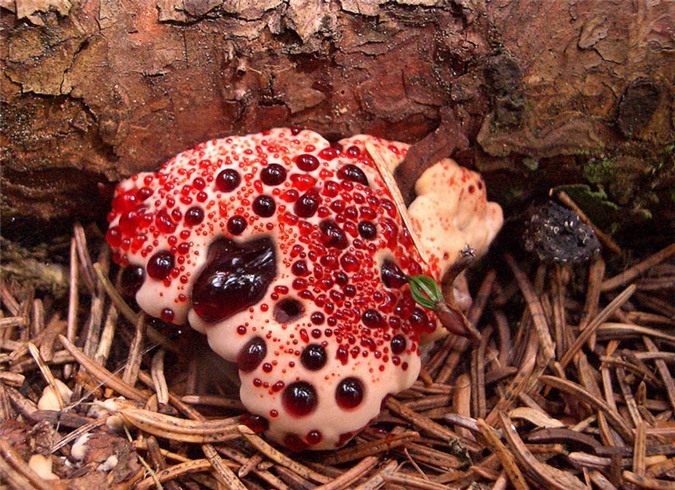  3. Nấm răng chảy máu là một loài nấm đặc biệt, chúng tiết ra những chất lỏng như máu hay nước trái cây trên bề mặt của mình. Chính sắc tố màu Scarlet trong cây đã tạo ra chất lỏng trông giống như máu này.