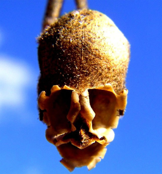  2. Cây kim ngư thảo - còn gọi là hoa mõm chó hoặc hoa rồng (Antirrhinum hoặc snapdragon) là một loài cây khá phổ biến trong vườn nhà phương Tây.