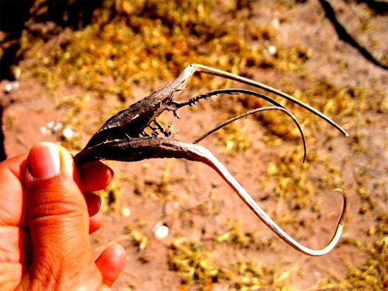  6. Cỏ vuốt quỷ có hình dạng giống vuốt của những con quái vật thường chỉ thấy trong những bộ phim kinh dị. Cỏ vuốt quỷ có thể dính vào quần áo mỗi khi con người đi qua và chạm vào.