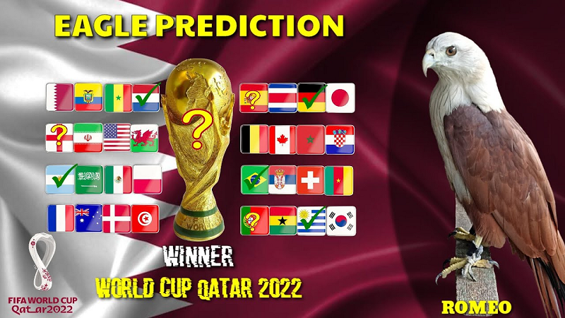 Đại bàng Romeo là "nhà tiên tri' từng gây sốt khi dự đoán chính xác nhà vô địch Euro 2021. Ngoài ra chú chim này cũng đưa ra nhiều dự đoán bóng đá chính xác trong các giải bóng đá ngoại hạng Anh, La Liga, Copa America 2021.