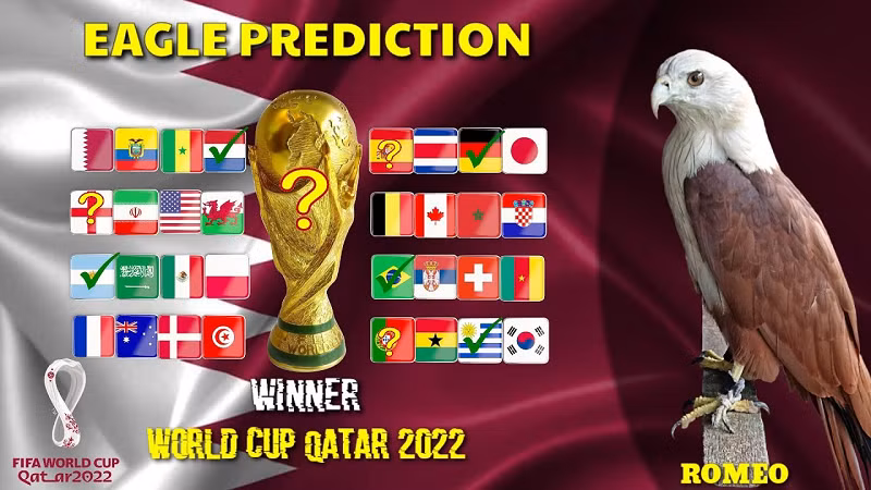 Đại bàng Romeo là "nhà tiên tri' từng gây sốt khi dự đoán chính xác nhà vô địch Euro 2021. Ngoài ra chú chim này cũng đưa ra nhiều dự đoán bóng đá chính xác trong các giải bóng đá ngoại hạng Anh, La Liga, Copa America 2021.