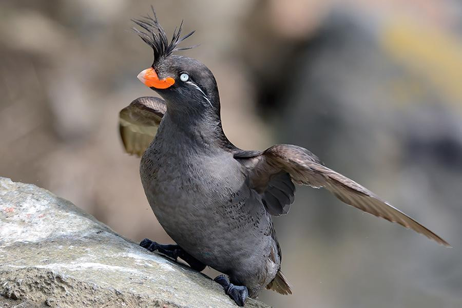 Không chỉ giúp tìm kiếm bạn tình, các nhà khoa học cho rằng mùi thơm này còn giúp chim giảm Aethia cristatella giảm bớt phần nào tác động của những loài ký sinh trên cơ thể như ve hay muỗi.