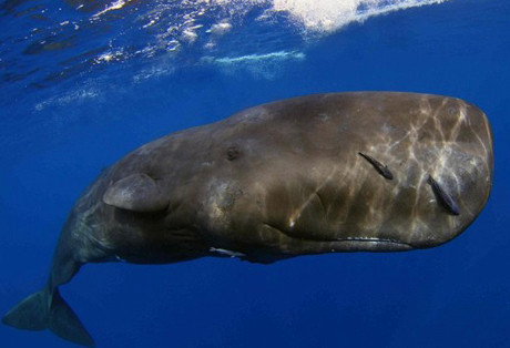 Long diên hương là hợp chất rất hiếm, chỉ có trong 1% các loài cá nhà táng. Vậy nên người ta chỉ sử dụng chúng cho những lọ nước hoa cao cấp và rất đắt tiền.