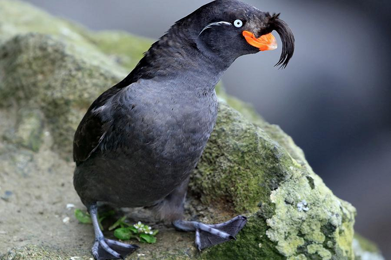  3. Chim Aethia cristatella: Một loài chim đặc biệt ở vùng bắc Thái Bình Dương có khả năng tỏa mùi đặc biệt để thu hút bạn tình. Loài chim thú vị này là Aethia cristatella - một loài trong họ Alcidae. Chúng phân bố trên toàn miền bắc Thái Bình Dương, đặc biệt ở vùng biển Bering.