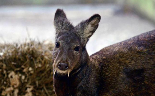 Loài hươu xạ Kashmir đã bị giảm số lượng nhanh chóng và có nguy cơ tuyệt chủng bởi nạn săn bắn trái phép nhằm lấy tuyến mồ hôi có mùi hương quý giá của con hươu - thứ được coi là có giá trị hơn vàng.
