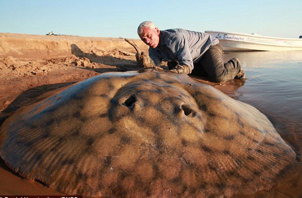 Một nhà sinh vật học cho biết: “Dây câu bị đứt, cánh bị cắt bỏ, xác bị bỏ lại. Hy vọng rằng, ngư dân đã giết trước khi mổ thịt.”