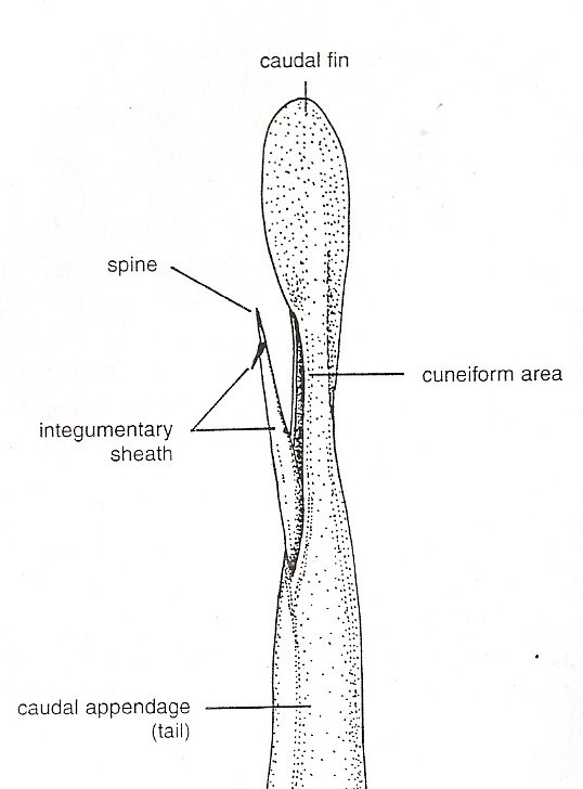 Cái đuôi của cá đuối trông giống như cái roi. Đuôi dài gần gấp 3 lần chiều dài thân mình. Trên đuôi có 2 cái gai, gai có các cạnh lởm chởm như răng cưa, nối với các tuyến tiết chất độc. Cá đuối gai độc thường điều khiển điệu nghệ cái đuôi của mình để đâm “những mũi dao đáng sợ” đó vào kẻ thù.