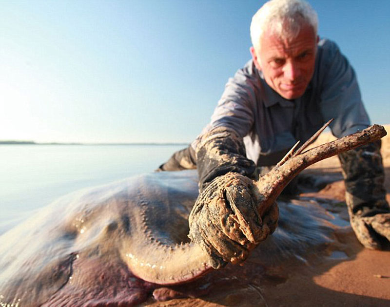 Những cái gai nguy hiểm đó chẳng khác nào những mũi dao có tẩm thuốc độc, có thể gây ra những vết thương nghiêm trọng, thậm chí có thể gây nguy hiểm đến tính mạng con người. Ở một số nơi, người ta dùng những cái gai độc này gắn lên trên đầu vũ khí.