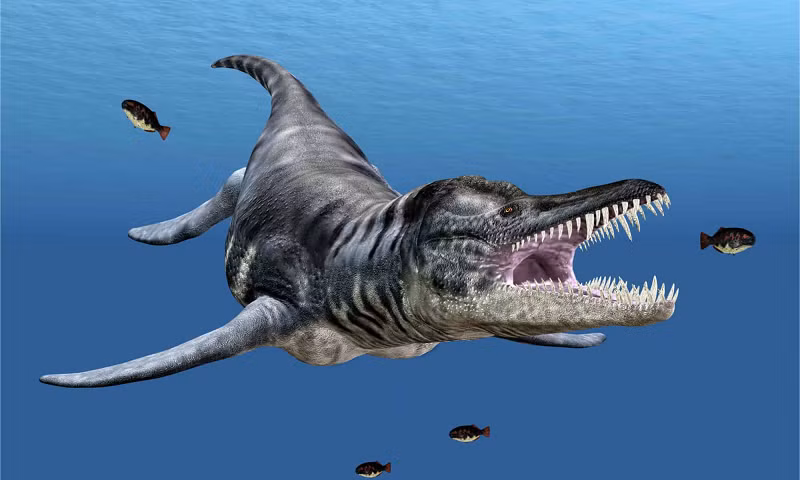 Thậm chí, một số khác còn tuyên bố đó là "liopleurodon", một loài săn mồi biển hiện đã tuyệt chủng lang thang trên biển trong kỷ Jura hàng trăm triệu năm trước.