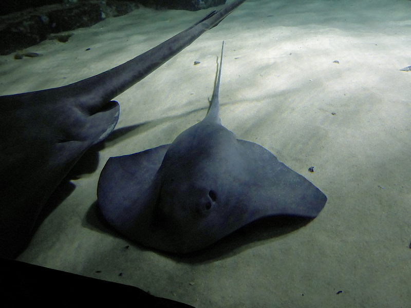 Vài nét bề ngoài: Thân mình dẹt, gần giống hình tam giác. Có một cái mõm tròn. Mắt nằm trên đỉnh đầu. Thân mình con đực trưởng thành dài khoảng 0,8m, cân nặng khoảng 20kg.