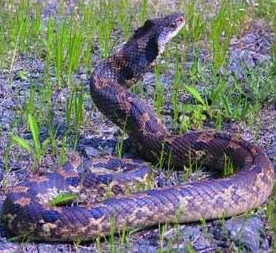 Ngả mũ thán phục loài rắn kỳ lạ có tài “giả mạo” xuất chúng Nga mu than phuc loai ran ky la co tai “gia mao” xuat chung