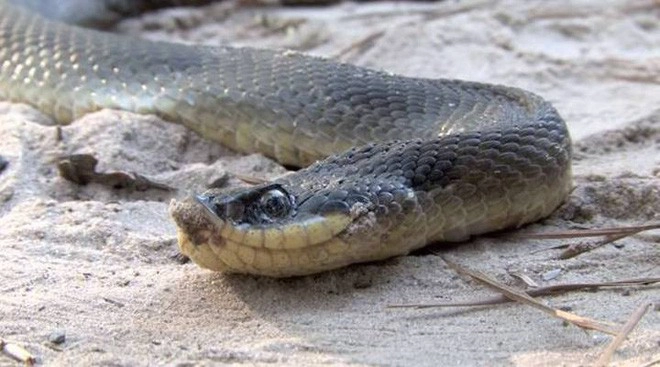 Rắn mũi hếch có kích thước khá khiêm tốn, con to nhất được ghi nhận chỉ dài 1, 2 m còn đɑ số đều dài khoảng 60 cm. Chúng là loài rắn rụt rè, vô hại nhưng khi Ƅị đe dọa sẽ phùng mang ra, kêu phì ρhì như thể rắn hổ mang để đe dọa kẻ thù.