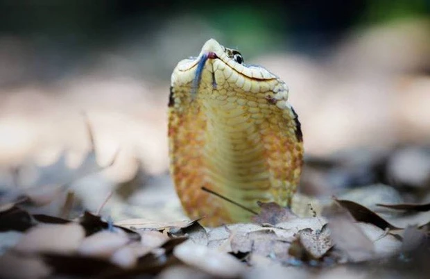 Đặc điểm phân biệt nhất của rắn hognose là chúng có một cái mũi hếch, cái mũi này sẽ hỗ trợ chúng trong công việc đào đất cát trong quá trình di chuyển.