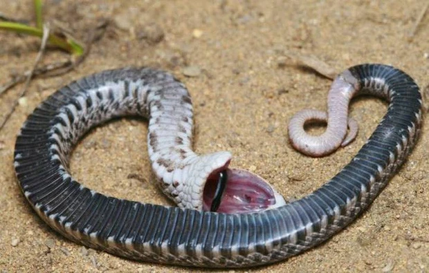 Do đó, để bảo vệ bản thân khỏi nhưng kẻ thù nguy hiểm trong tự nhiên, chúng đã chọn phương pháp giả chết, đồng thời phát ra những mùi hôi thối để đánh lừa đối phương.