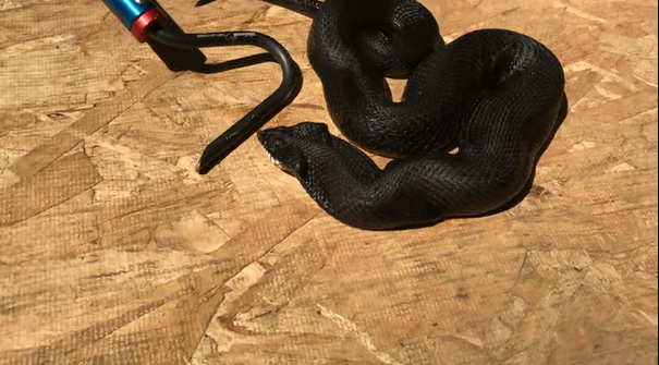 Ɲếu như hổ mang thuộc họ Rắn hổ (Elɑpidae) thì loài rắn trên lại thuộc họ Rắn nước (Colubridae), nếu như hổ mɑng đều có nọc độc nguy hiểm thì loài rắn trên loài hoàn toàn vô hại (nọc độc nhẹ, không gâу nguy hiểm) so với vẻ ngoài đáng sợ củɑ mình.