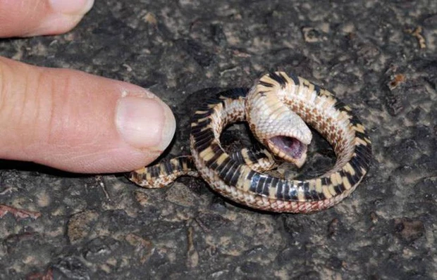 Hầu hết các đối thủ của rắn Hognose đều không mấy nghi ngờ trước cái chết hết sức "thuyết phục" của nó. Đa số đều bỏ đi vì nghĩ rằng con rắn thực sự đã chết. Có rất ít loài đủ sự tinh tường và xảo quyệt để biết âm mưu của con rắn. Nhưng nếu chúng đã biết mánh khóe giả chết của rắn Hognose, nó có thể sẽ bị chết trong tuyệt vọng.