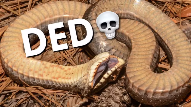 Khi gặp nguy hiểm, loài rắn này sẽ giả vở chết bằng cách mở miệng, lăn và quằn quại một lúc trước khi nằm ngửa để báo hiệu rằng nó đã chết. Thậm chí nó có thể ngừng thở, tỏa mùi kinh khủng để tăng tính thuyết phục cho cái chết.